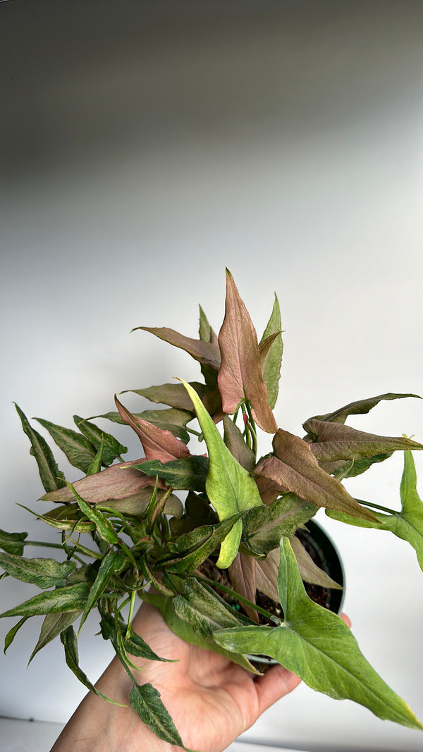 Syngonium Mickey