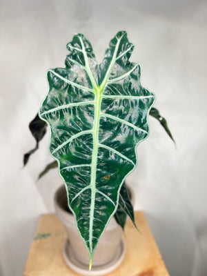 Alocasia Polly