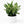 XL Aglaonema ‘Thai Snowflakes’ 8” Pot – Large Rare Variegated Chinese Evergreen live plant