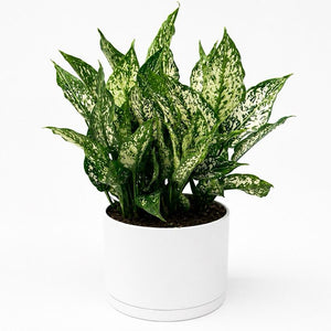 XL Aglaonema ‘Thai Snowflakes’ 8” Pot – Large Rare Variegated Chinese Evergreen live plant