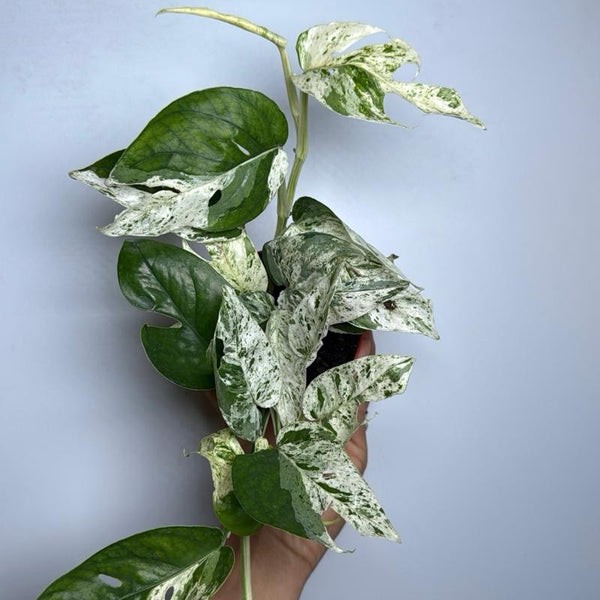 Epipremnum Pinatum Marble Flame 4" pot