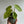 Philodendron Paraiso Verde