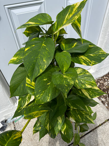 Pothos Golden Totem 8"