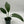 Anthurium big Bill 4” pot