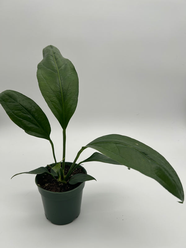 Anthurium big Bill 4” pot