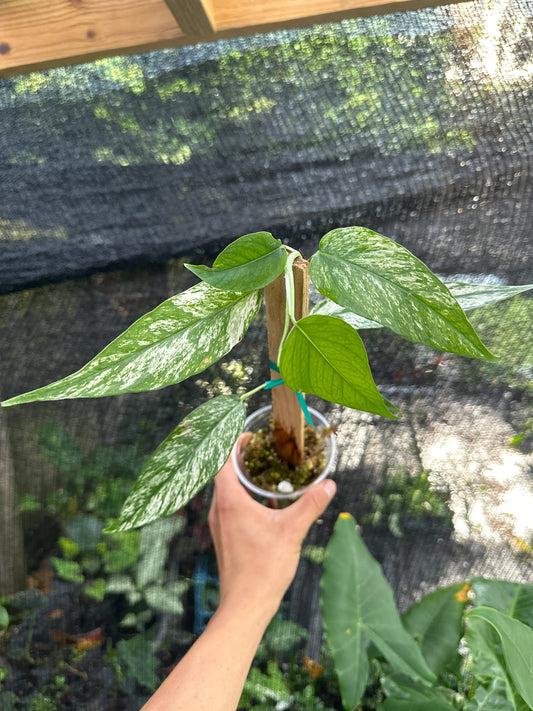 Variegated Cebu blue VCB2 *rooted