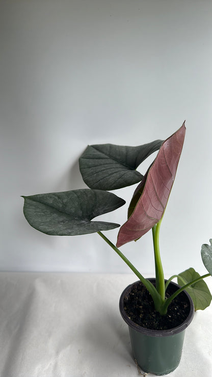 Alocasia reginae 4" | Jewel alocasia | rare alocasia | house plant | tropical plant