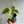 Philodendron Paraiso Verde