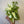 Pothos Snow Queen