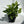 Pothos Marble Queen