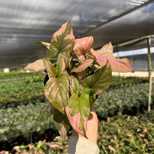 Tricolor Syngonium 'Pink Splash'