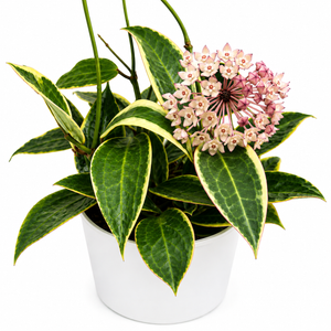 Variegated Hoya Macrophylla Tricolor