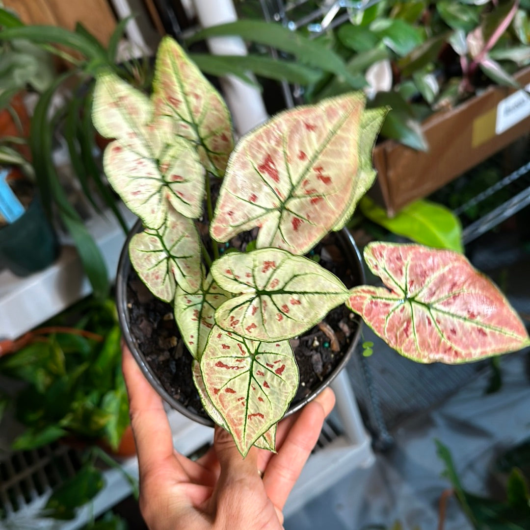 Caladium white pink spot