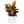 Aglaonema 'Siam Aurora'