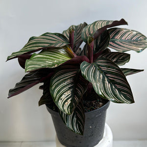Calathea Ornata