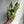 Syngonium 'Three Kings'