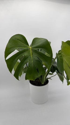 Monstera Deliciosa