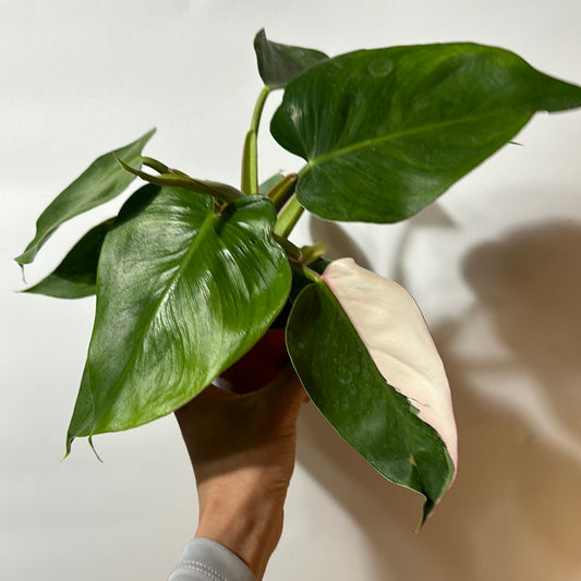 Philodendron white princess Tricolor 4" PWPT1