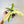 Philodendron Florida Ghost White