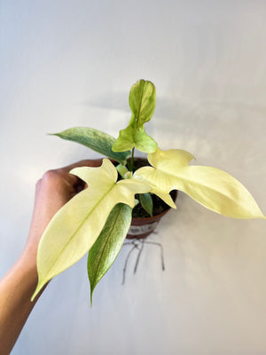 Philodendron Florida Ghost White