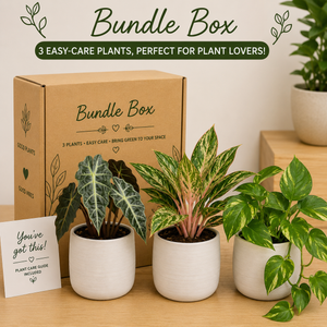 Easy-Care Mystery Bundle Box - Low Maintenance Plants