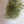 Spanish Moss (Tillandsia Usneoides)