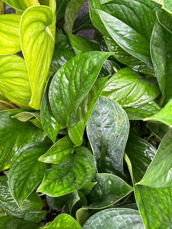 Monstera Pinnatipartita