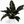 Philodendron 'Imperial Red'