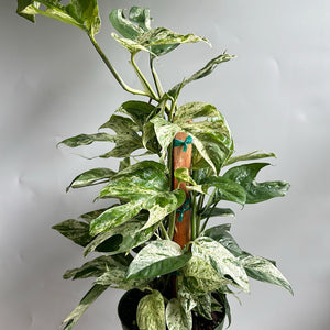 Epipremnum Pinatum Marble