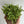 String of Turtles (Peperomia Prostrata)