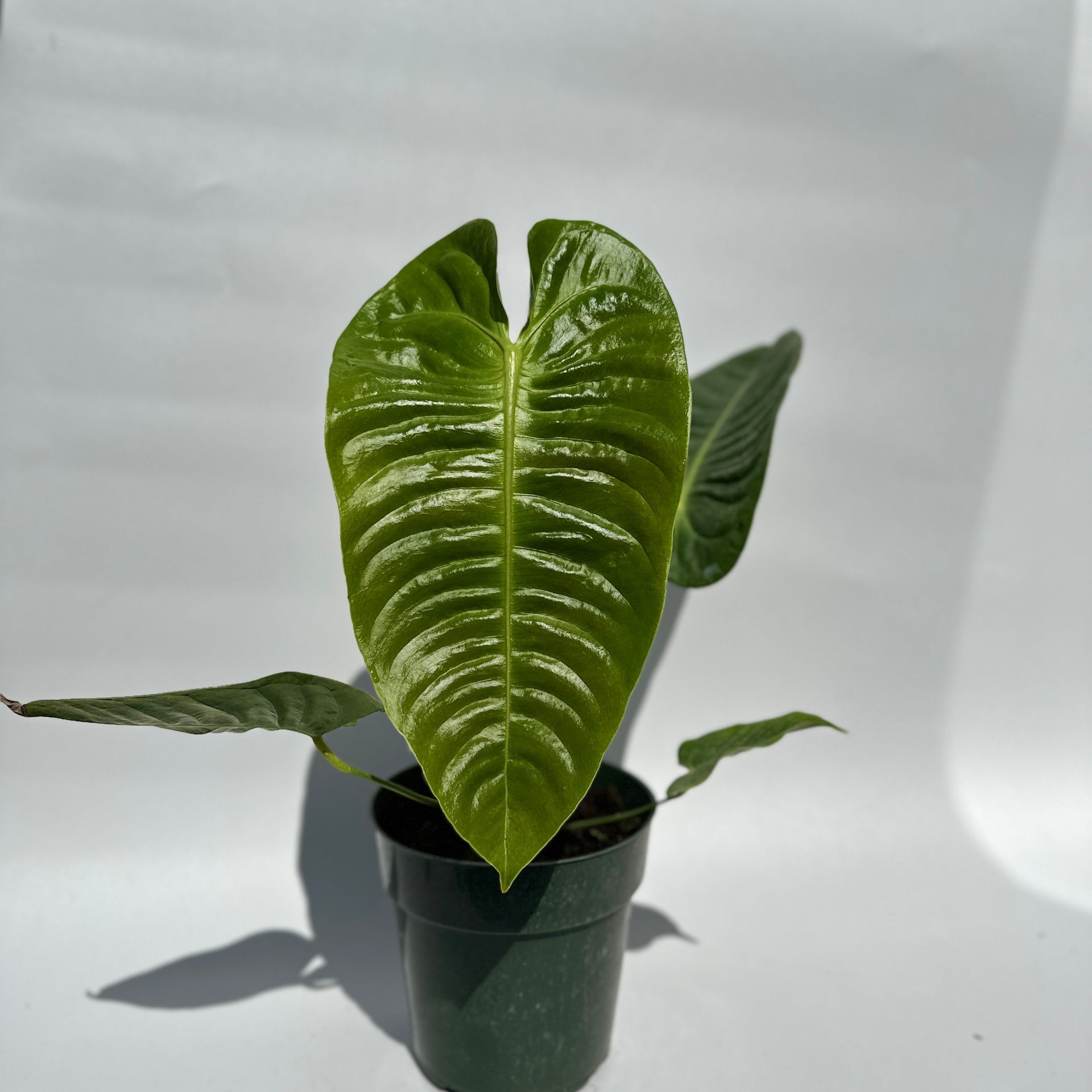 buy anthurium veitchii Runo Plants | Rare & Collectors' Plants