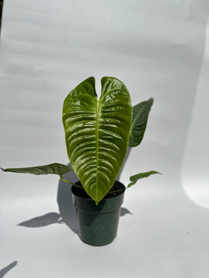 Anthurium veitchii