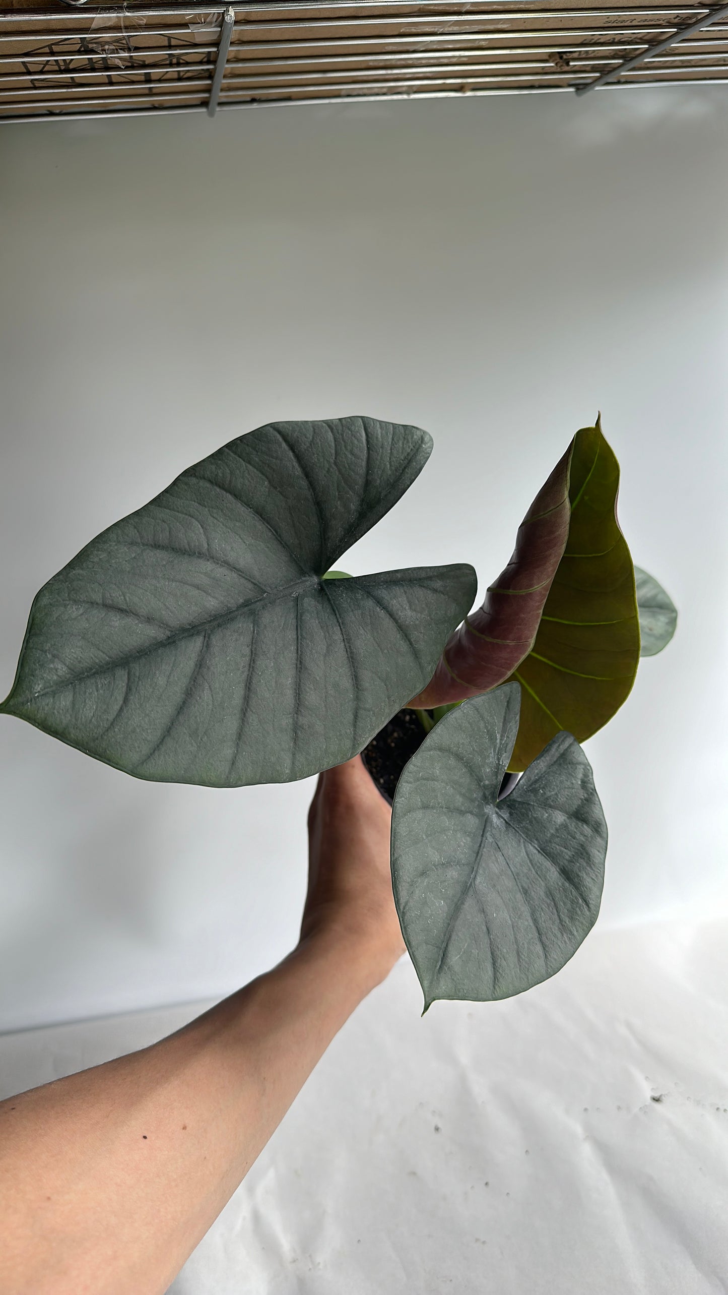 Alocasia reginae 4" | Jewel alocasia | rare alocasia | house plant | tropical plant