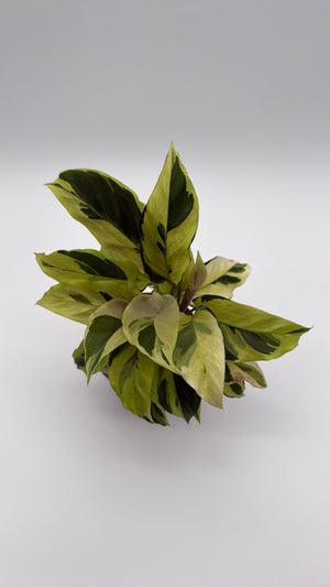Calathea Yellow Fusion