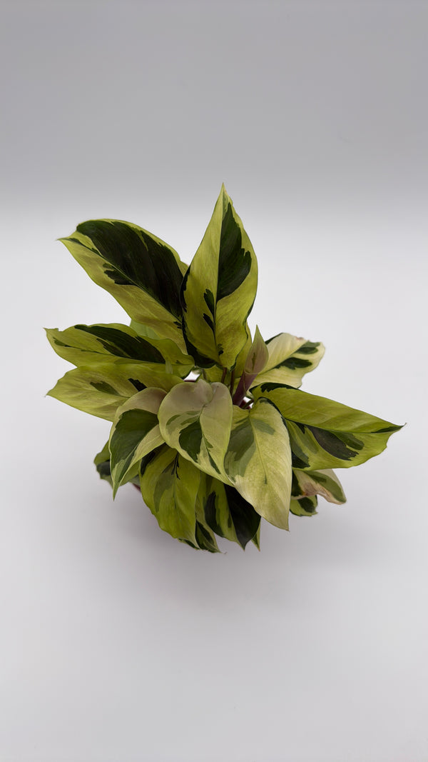 Calathea Yellow Fusion