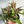 Syngonium Mickey