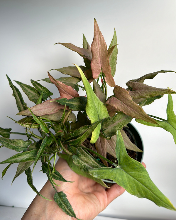 Syngonium Mickey