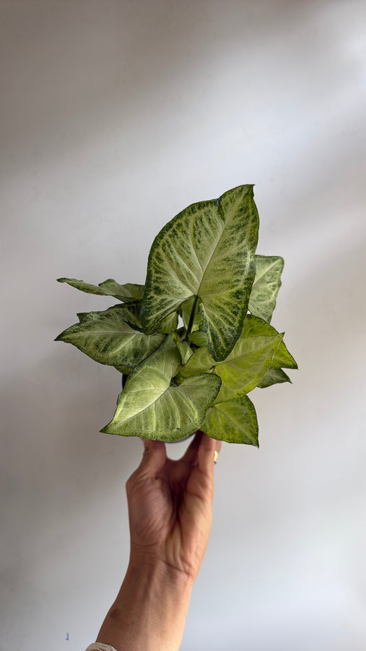 Syngonium White Butterfly 4" pot