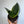 Spooky Mystery Bundle Box - 3 Spooky Plants