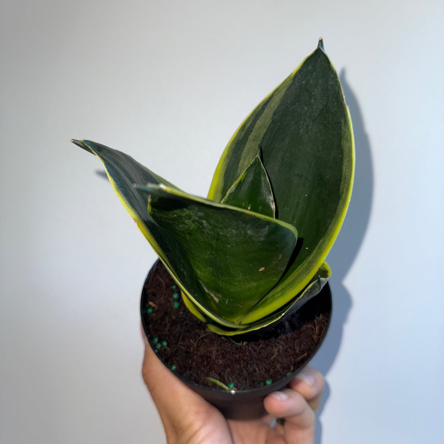 Spooky Plant Bundle Mystery Box - Three spooky Plants in 4-Inch Pots