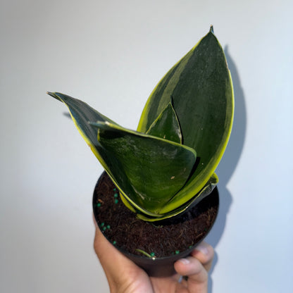 Spooky Plant Bundle Mystery Box - Three spooky Plants in 4-Inch Pots