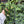 Alocasia Jacklyn 6” pot