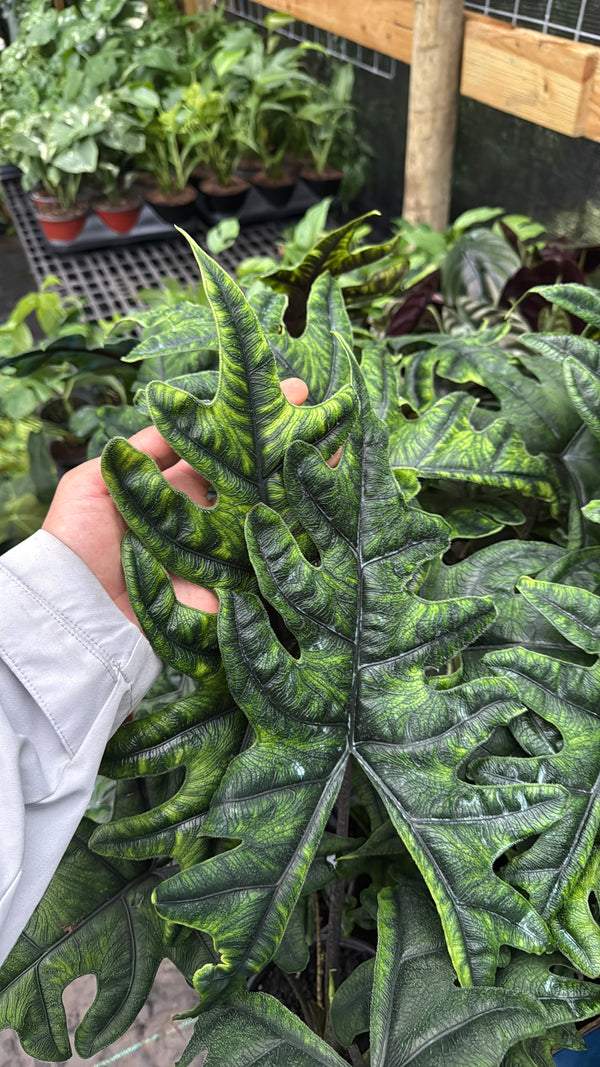Alocasia Jacklyn 6” pot