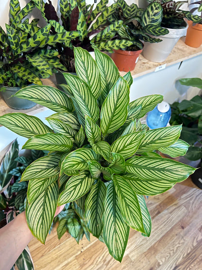 Calathea Vittata