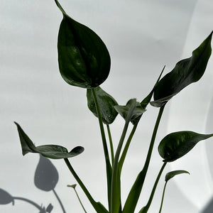 Alocasia Tiny Dancers