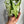 Syngonium 'Three Kings'