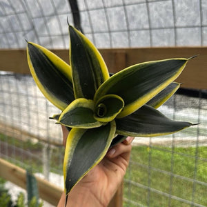 Sansevieria Hahnii 'Golden Jade'