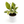 Variegated Ficus Shiveriana 'Moonshine'