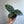 Spooky Mystery Bundle Box - 3 Spooky Plants