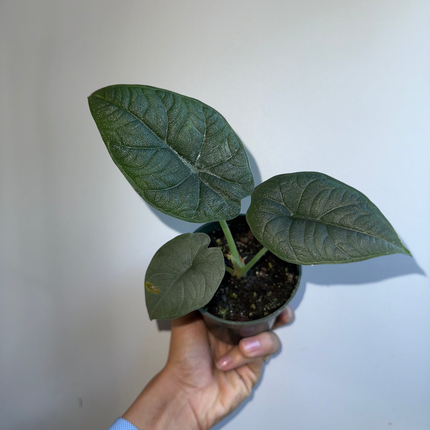 Spooky Plant Bundle Mystery Box - Three spooky Plants in 4-Inch Pots